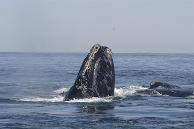 North_Atlantic_right_whale